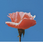 S ᴜ ɴ ꜰ ʟ ᴏ ᴡ ᴇ ʀ s