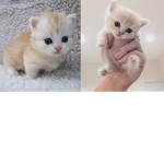 CuteKitty XD