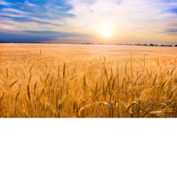 Harvesting Simulator!