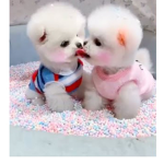 Puppy group for puppies