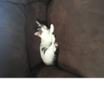 Cats are bomb