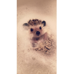 Hedgehogs_are_the_best