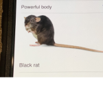 Rat army we will rise