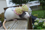 Alex's RATS