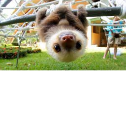 sloths smile