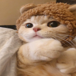 ʕ ̳• · • ̳ʔ