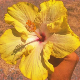 🌼.° .꩜