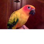 Mangos Hevan