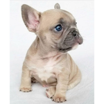 The Frenchie household cult