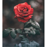 Fallen Love