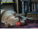 Dogs x Books!
