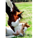 Hoof Beats Horse Stable