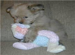 puppy saver ! Help us!