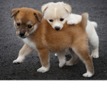 RainBow_Twins