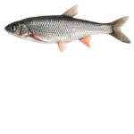 fish party studios fish fish