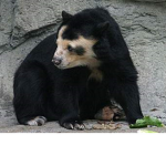 bear army