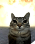 Cats are da best and there cute.