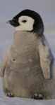 The strongest Penguin Army