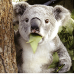 The Koala$