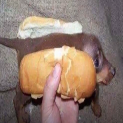 What the dog doin Roblox decal