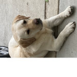 Sunny the dog loves French fries