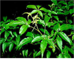 Halamang Gamot