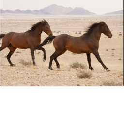 Sandy stables!