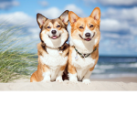 Twilight Corgi Group