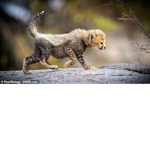 The Hungry Cheetahs