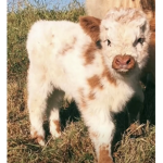 Biggest Fan Of Cows Group!