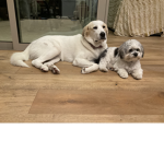 Puppies with love