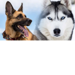 german huskie group