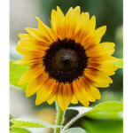 Sun Flower Designs