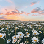 XxDaisyxBloomxX