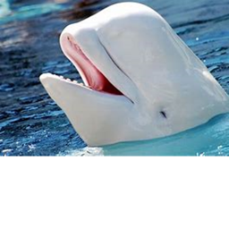 beluga whale tycoon