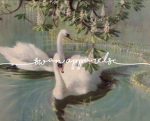 swans apparel Group Thumbnail