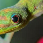 The Wise Geckos