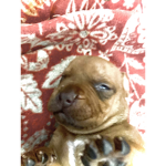 SUPPORT PITBULLS AND ALL BULLY BREEDS
