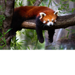 Red panda epic