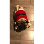 My Pug group Offical