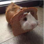 Guinea - pig love