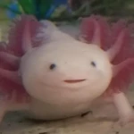 | Axolotl Armies | Group Thumbnail