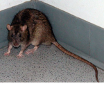 The Feltham Sewer Rats
