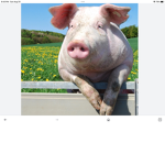 PIGGY FAN PARTY!