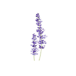 «Lavender bears»