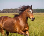 Horse valley- barn fam
