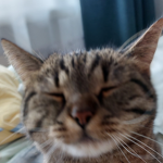 MRCAT's group