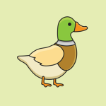 DUCKY CREW STUDIO