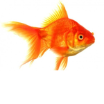 Fish group for fish