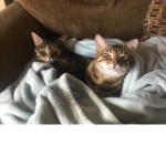 personos